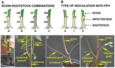 Effect of Grafting on Viral Resistance of Non-transgenic Plum Scion Combined With Transgenic PPV-Resistant Rootstock